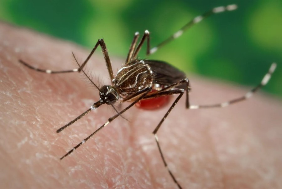 Mosquitoes-Aedes-aegypti-carrier-yellow-fever-dengue_11zon.jpg
