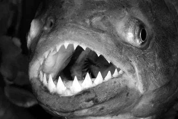 red-bellied-piranha-close-up-head-teeth-645303.jpg-modified.jpg