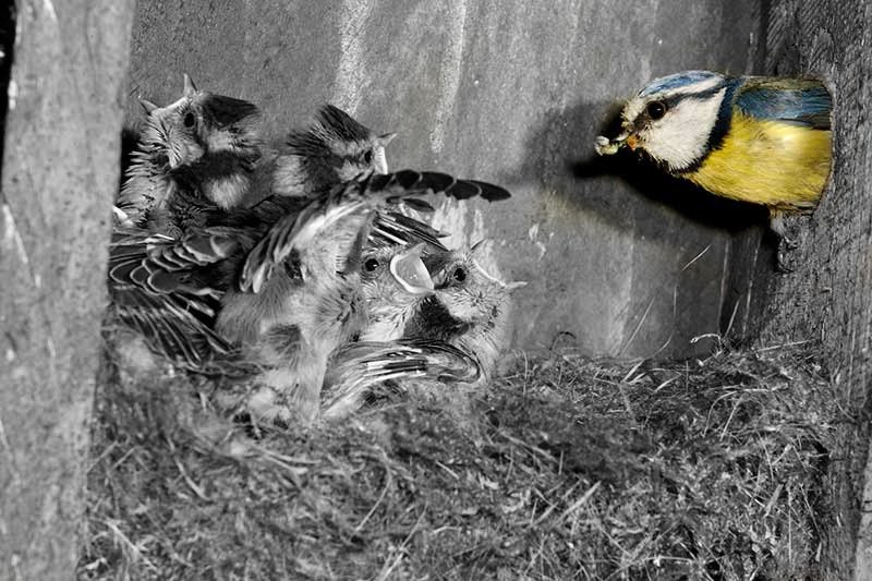 blue-tit-chicks-2.jpg