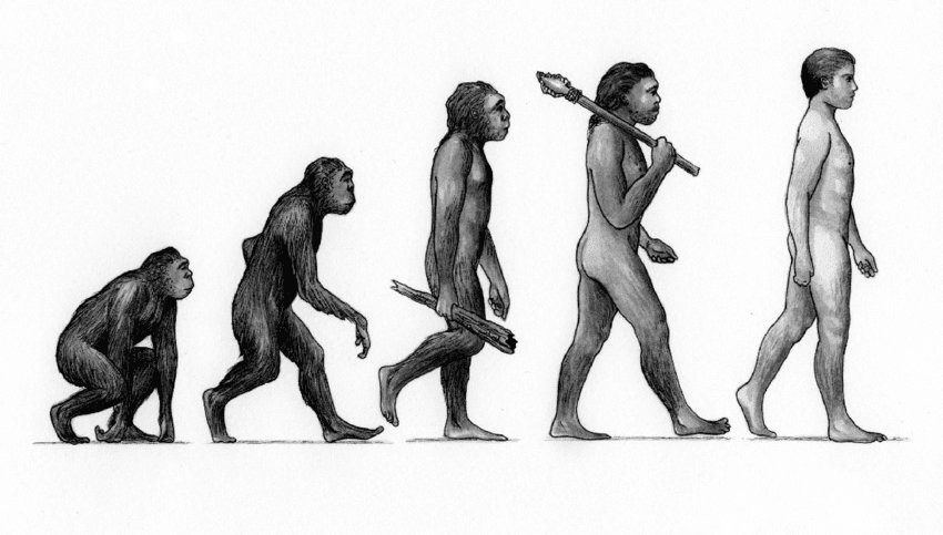 Evolution-of-Man-Illustrations-such-as-this-depicting-the-stages-of-human-evolution.png