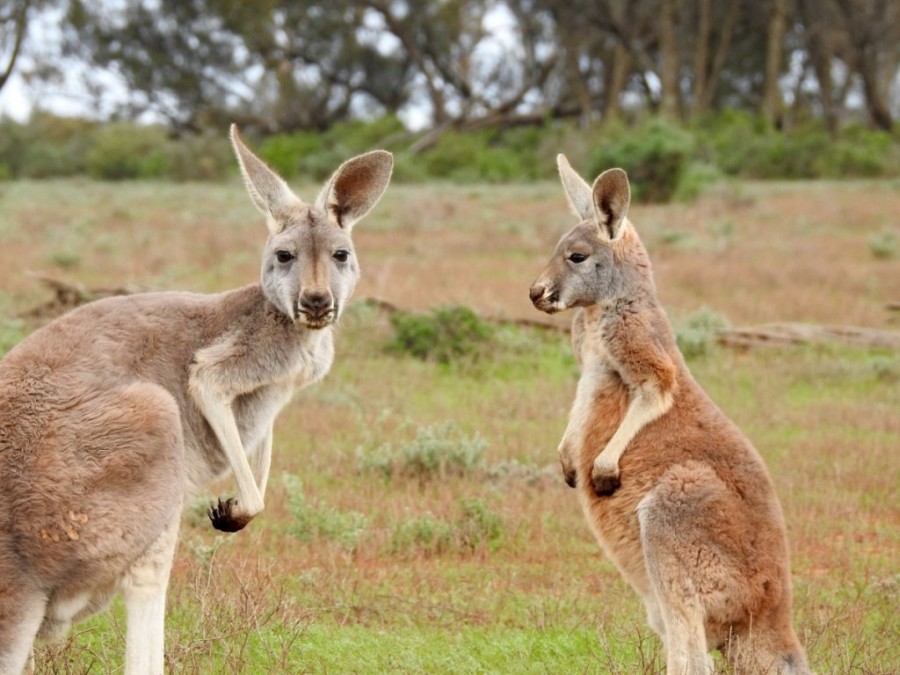 kangaroos_standing_looking_wildlife_aussie_marsupial_nature_australia-557523.jpg