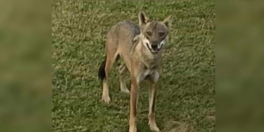 xalkidiki-lykos (1)_0.jpg_11zon.jpg