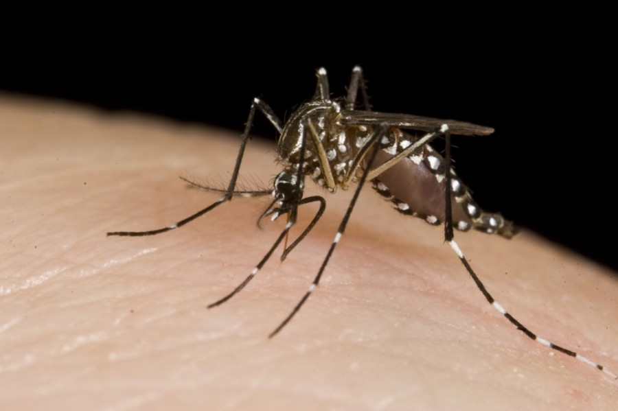 Mosquitoes_(10703811283).jpg