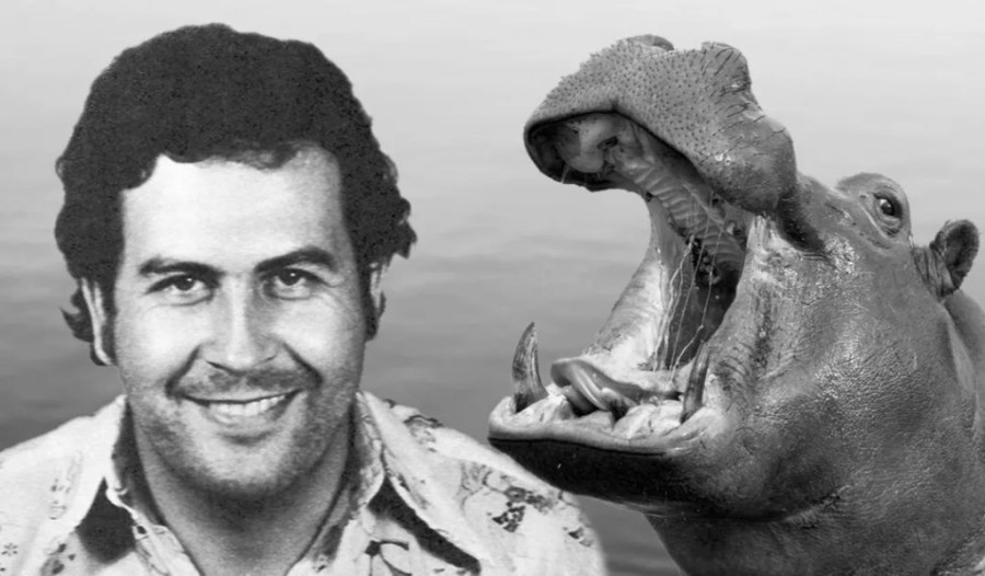 pablo_escobar_hippo-modified.jpg