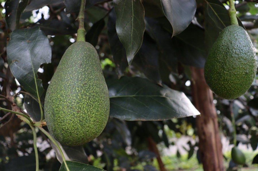 Avocado_On_Tree.jpg