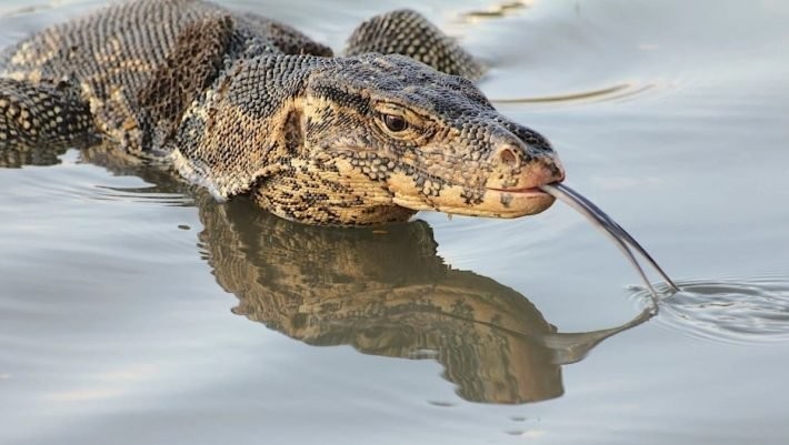 monitor-lizard-710x401.jpg