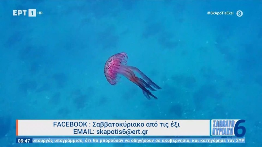 profile player-960x540.jpg