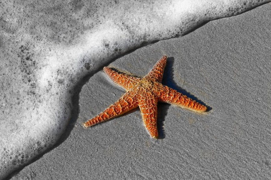 starfish-on-beach-sand--2.jpg