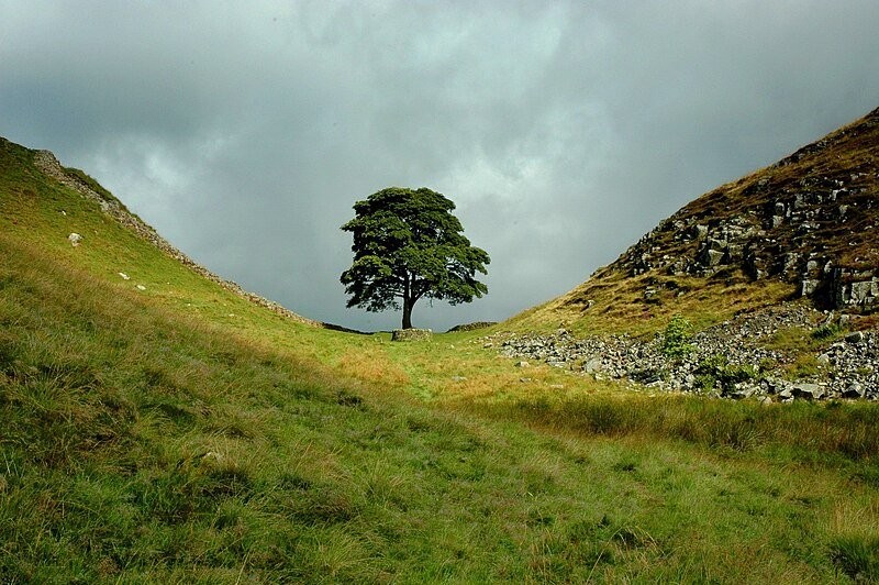 Sycamore_Gap,_The_Tree.jpg