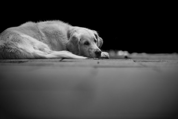 sad-dog-1468499671wYW.jpg