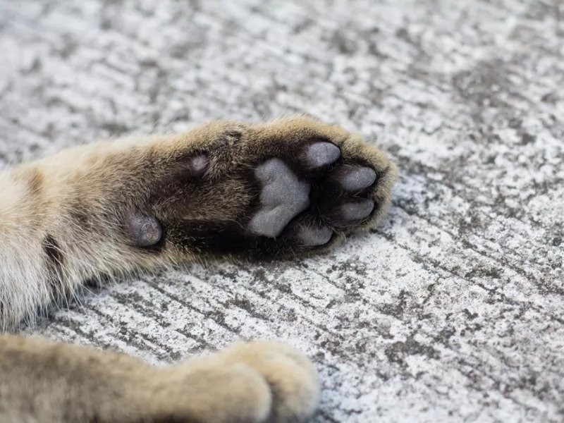 shutterstock_paws_cat.jpg_11zon.jpg