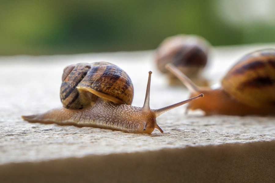 snails-4228183_1280.jpg