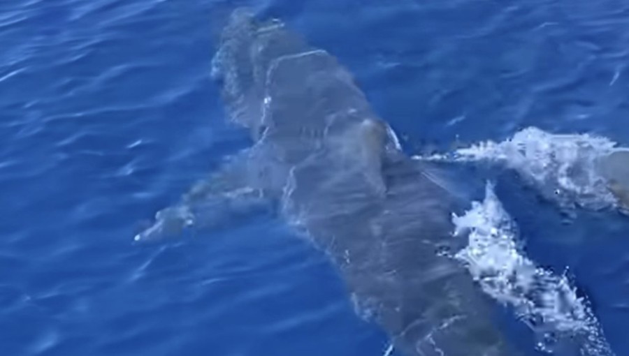 Στιγμιότυπο 2023-06-22, 5.45.50 μμ.png