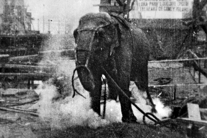 Electrocuting_an_Elephant_edison_film_1903_frame_shot.png