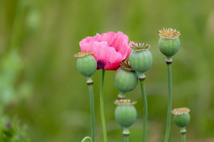 opium-poppy-g6bbc8a985_1280.jpg
