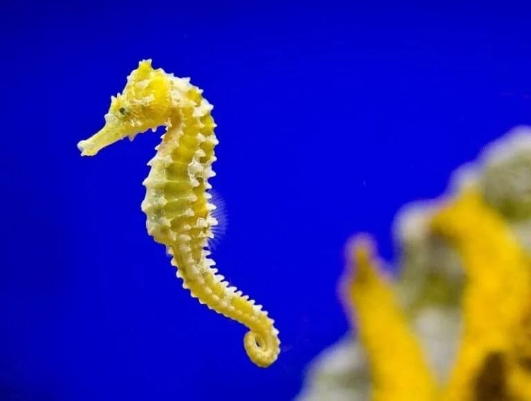 seahorse-credit-Paul-Blair-cc2-flickr-768x580.jpg