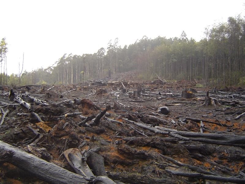 Deforestation_-_Flickr_-_crustmania.jpg