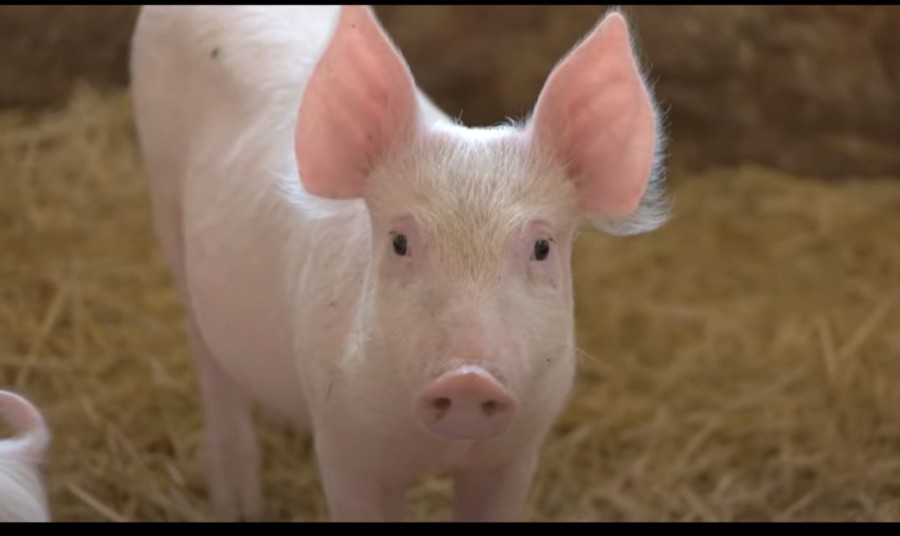 Χωρίς τίτλο.png