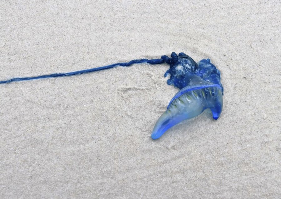 Screenshot 2022-01-20 at 11.55.56 AM.png