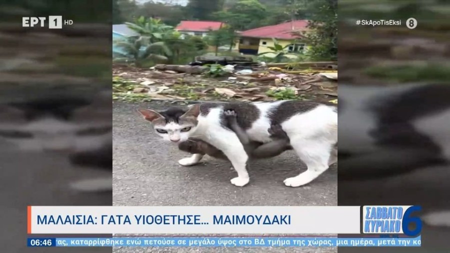 profile player-960x540.JPG