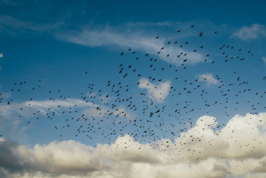 nature-bird-cloud-sky-morning-flock-742438-pxhere.com.jpg