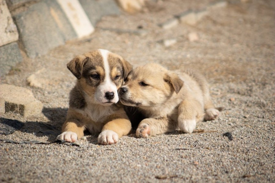 free-photo-of-two-cute-puppies.jpeg
