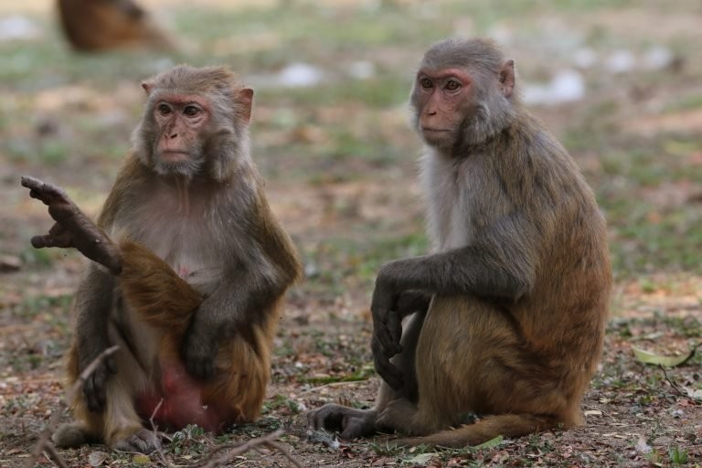 Pair-of-monkeys-418263-pixahive-768x512.jpg