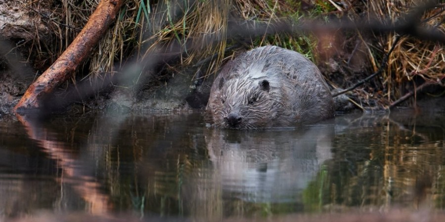 bobr_evropsky_Bohumil_Fiser_1040x520.jpg