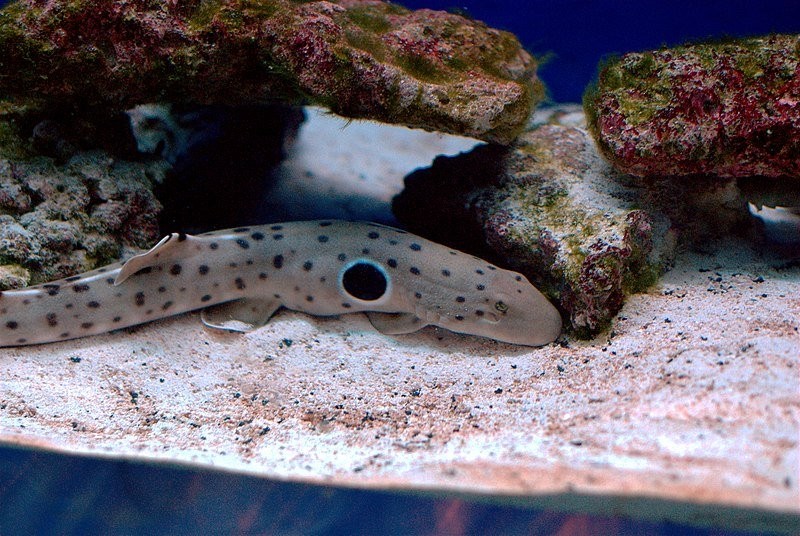 800px-Epaulette_shark_camden2.jpg