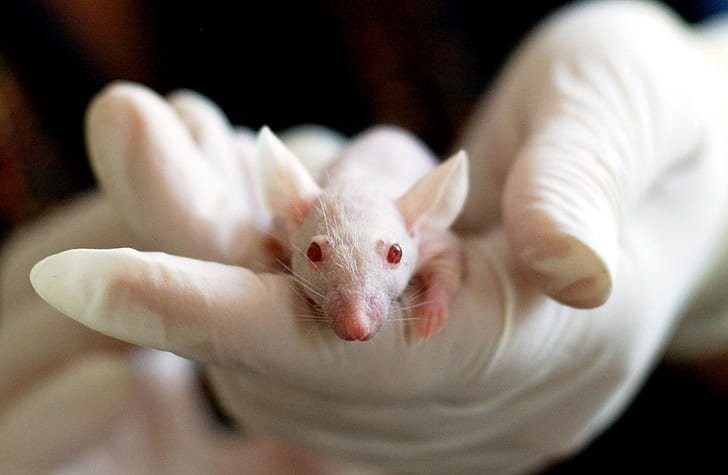animal-mouse-experiment-laboratory-preview.jpg