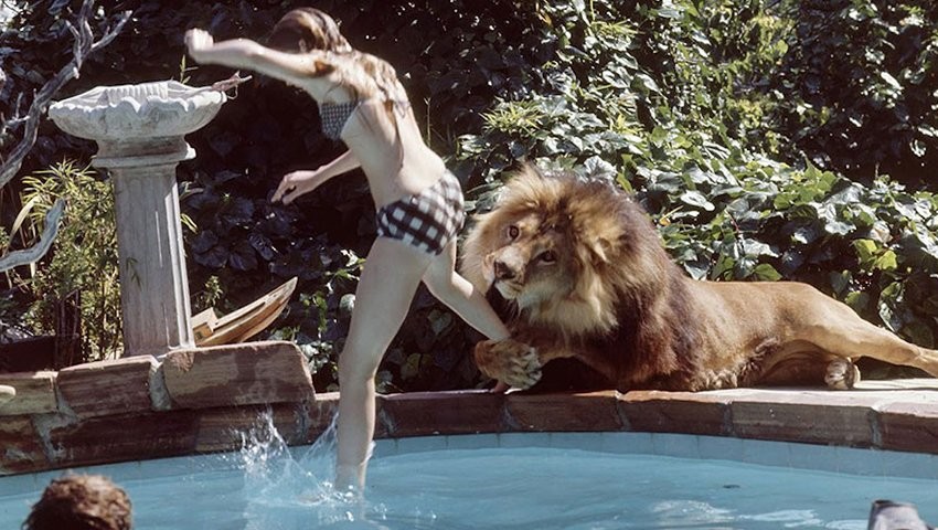 roar2.jpg