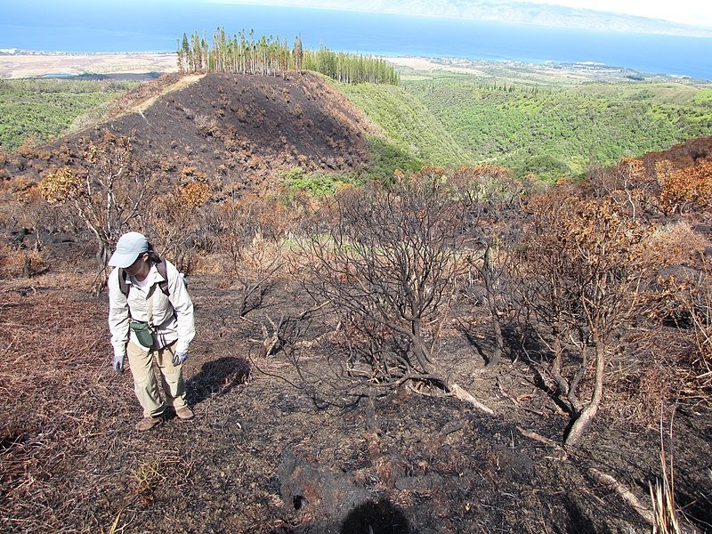 800px-Starr-111012-0854-Scaevola_chamissoniana-habitat_fire_area_with_Kim-Kahana-Maui_(25025608251).jpg